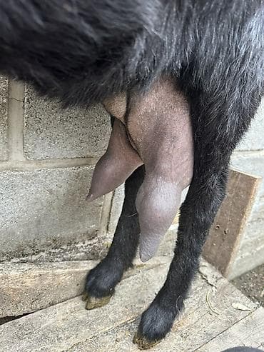 куры адлерская: Продаю | Коза (самка) | Битал | Для разведения, Для молока — 3