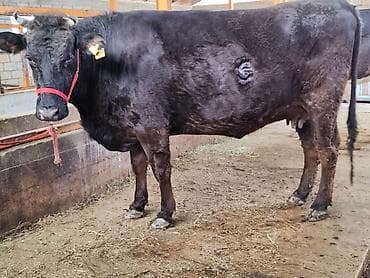 ягнята меринос: Продаю | Тёлка | Алатауская | Для молока | Стельные, Искусственник, Нетель — 9