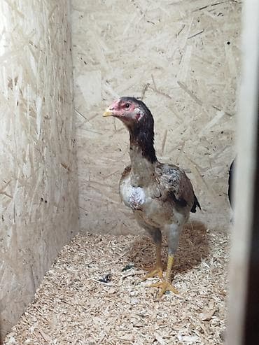 дончак кулун: Сатам | Тооктор — 7