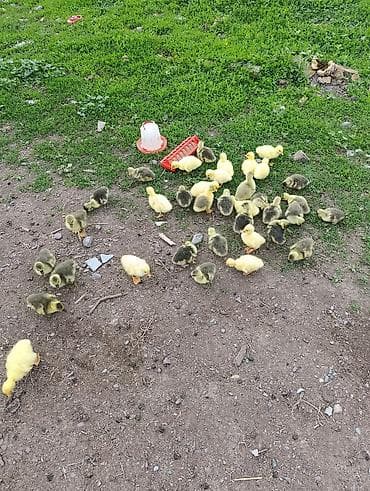 гусят: Гусята, суточные/молодняк для разведения - Порода/окрас: жёлтые и — 3