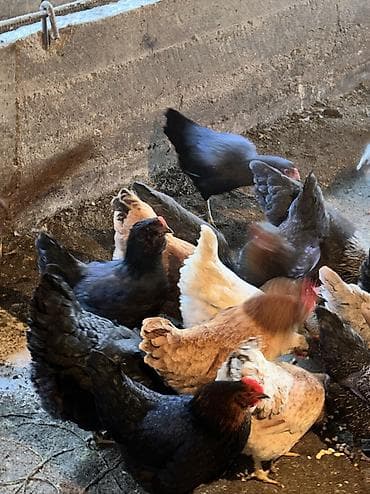 Аквариумы: Домашние куры и петухи — 10