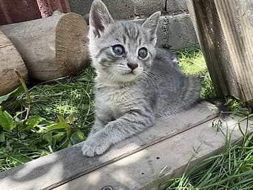 Продажа кошек: Беспородная, 2 месяца, Мальчик, Приучена к лотку — 2