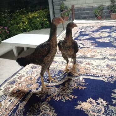 купить кролик декоративный: Молодые декоративные куры (пара) Описание: - Порода типа — 1