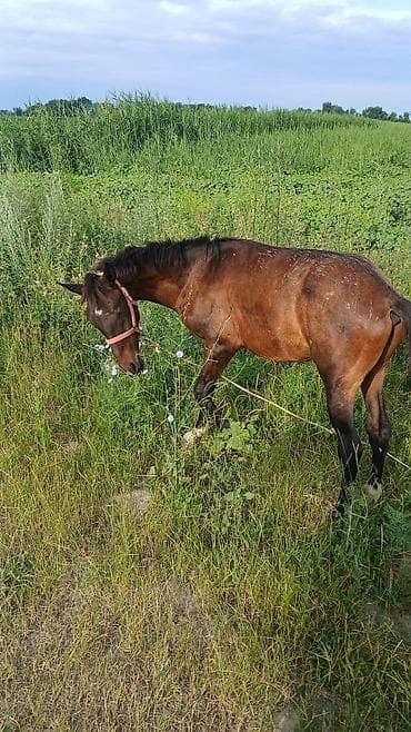 кой гисар: Продаю | Жеребенок | Конный спорт — 2
