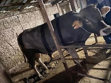 бир: Сатам | Бука (эркек) | Бордоп семиртүү үчүн | Байланган — 4