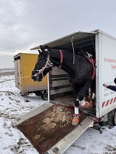 Услуга перевозки лошадей специализированным транспортом - Перевозка