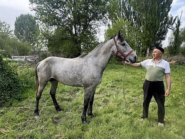 лошадь купить: Продаю | Жеребец | Рабочий — 5