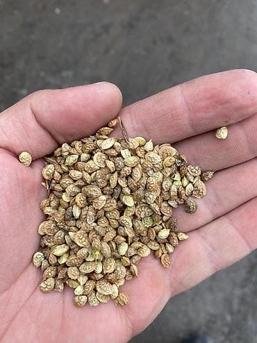 чон айгыр: Эксцпарсет семена таза меный 7 жылдык ишенимду 120 сом 100% гарантии — 1