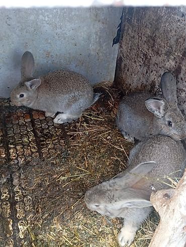 карликовые куры бентамки: Продаю | Крольчата | Для разведения | Племенные — 3