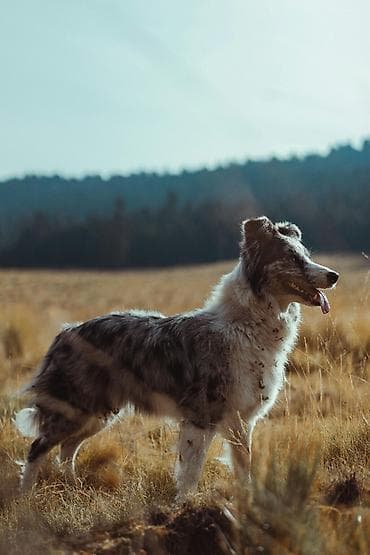 кой ургачы: Test dog — 1