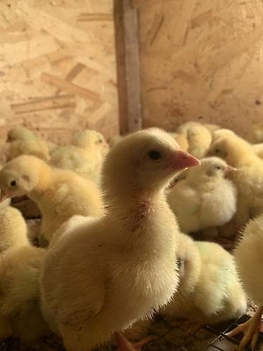 малёк рыбы: Продаю | Цыплята | Бройлерная | На забой — 1