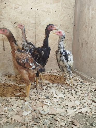 продаю коз: Продаю | Куры — 3