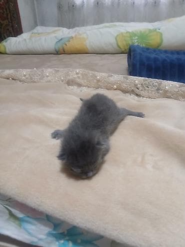 продаю котенка: Котята, недавно родившиеся, разноокрасочные: - Окрас: бело-серый — 5