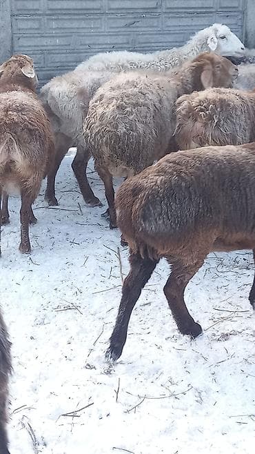 для баран: Продаю | Овца (самка) | Романовская | Для разведения | Матка — 6