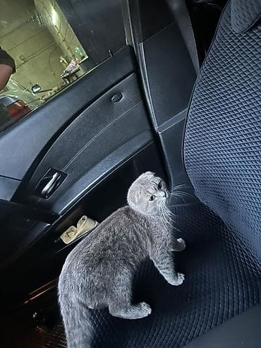 ит мышык: Шотландская вислоухая кошка (Scottish Fold) цена договорная - Окрас — 3