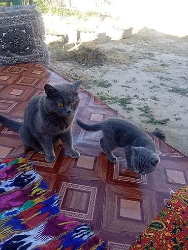 кошки на обувь: Шотландские котята скоттиш серого окраса, осталось 1 катенок - — 9