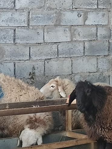 я ищу баран: Продаю | Овца (самка) | Для разведения | Матка — 1