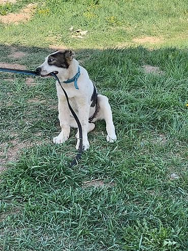 купить овчарку щенка: Алабай, 3 месяца, Самец, С прививкой — 4