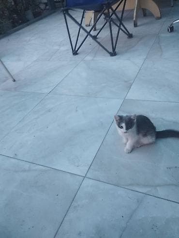 scottish fold: Отдам в добрые руки.Мама шотландская вислоухая папа местный донжуан — 2