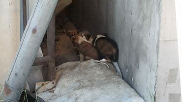 собака для охраны: Срочно ищем дом щенкам+ — 3