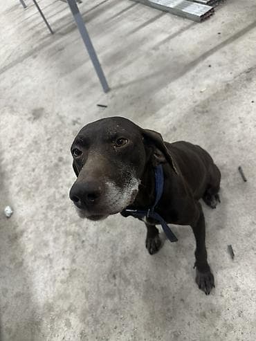 охотничый собака: Продаю охотоничья собака курцхаар Сука ласковая без агрессии послушная — 3