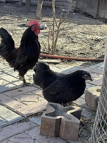 клетки для несущек: Продаю бентамок, молодые, петушок недавно начал топтать — 3