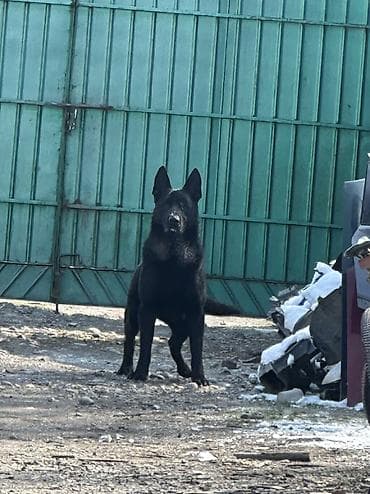 продаю крысу: ВЯЗКА! Не продажа. Всем доброго времени суток друзья, предоставляю к — 8