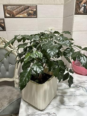 Вечнозелёное комнатное растение в кашпо - Компактный куст с густой at lalafo.kg Вечнозелёное комнатное растение в кашпо - Компактный куст с густой