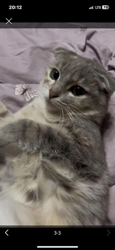 вислоухие котята купить: Скотиш Фолд (Шотландская вислоухая), 11 месяцев, Девочка, Серый, Приучена к лотку — 3