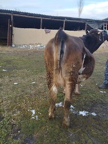 сх животные и товары: Продаю | Корова (самка) | Полукровка | Для разведения | Искусственник — 3