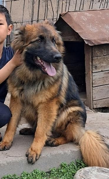 немеский афчарка: Немецкая овчарка, 7 месяцев, Самец — 2