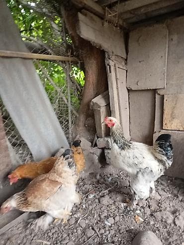 продам курей: Продаются 8 куриц и 3 петуха.находятся в городе Кант — 6