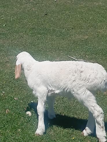 коза самец: Молодой ягненок (порода мясо‑молочного направления). - Окрас: белый — 6