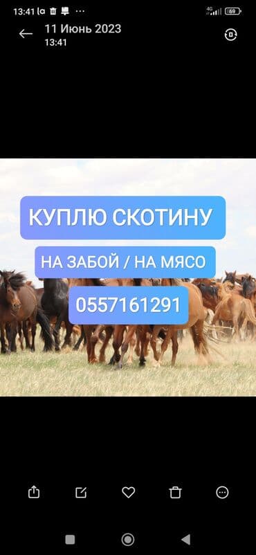 Куплю | Коровы, быки, Лошади, кони | Круглосуточно, Любое состояние, Забитый