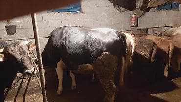 грут: Продаю | Корова (самка) | На откорм | Привязанные — 5