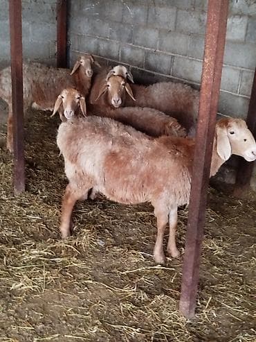 канарейка купить: Продаю | Овца (самка) | Для разведения | Племенные — 1