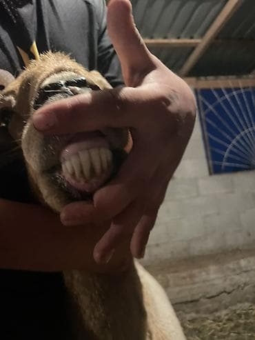 для овец: Продаю | Овца (самка) | Для разведения | Племенные — 9