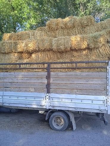 Айыл-чарба жаныбарлары: Солома в тюках - Прессованная солома в прямоугольных тюках, аккуратно — 1
