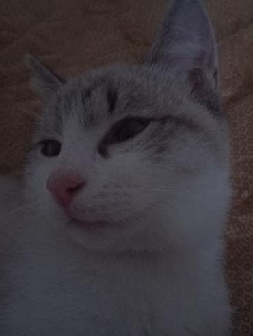 Зоотовары: Котёнок с ярко-розовым носиком и выразительными голубоватыми глазами — 1