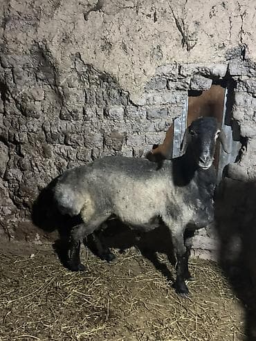 домашние птицы: Продаю | Баран (самец) | Для разведения | Кастрированные — 4