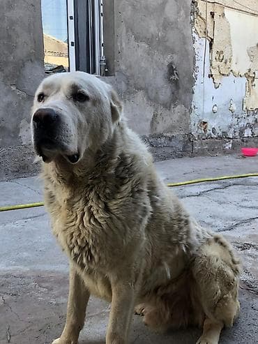 золотистый ротвейлер: Алабай, 1 год, Самец — 6