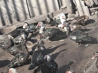 Зоотовары: Селезень-1700. уточки-800. Приходите и выбирайте сами торг уместен — 4