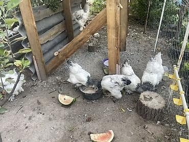 простые куры: Продаю | Куры | Брама | Для разведения — 4