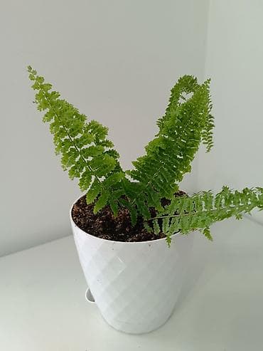 магнитный зонт: Комнатное растение — папоротник (нефролепис/адаянтум-типа) в белом — 2
