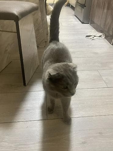 кошка шотланка: Скотиш Фолд (Шотландская вислоухая), 1 год, Мальчик, Голубой — 6