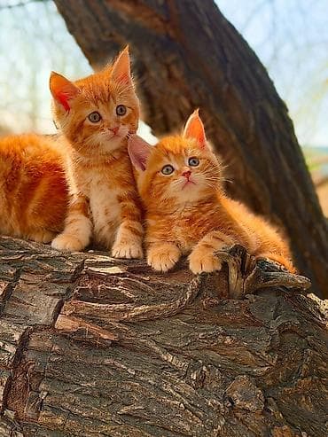 Представляем эксклюзивный помет в самом востребованном окрасе — at lalafo.kg Представляем эксклюзивный помет в самом востребованном окрасе —