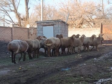 ит тер: Продаю | Овца (самка) | Для разведения | Матка — 1