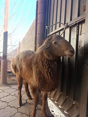 ушные бирки: Продаю | Баран (самец) | Арашан | Для разведения | Осеменитель — 2