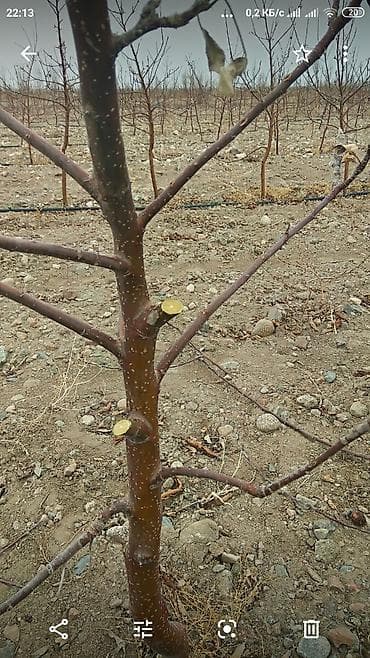 Обрезка плодовых деревьев