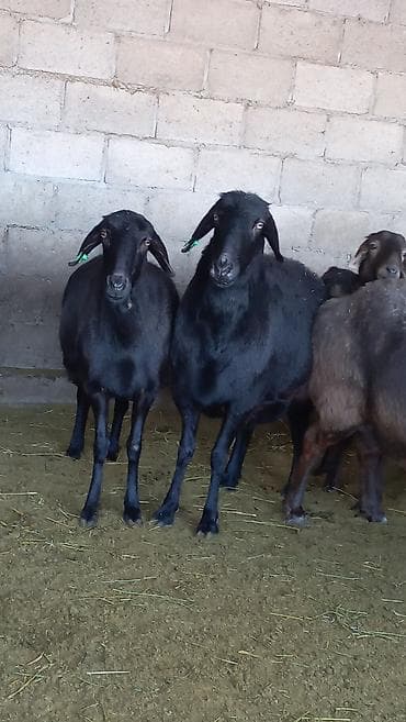 Айыл-чарба жаныбарлары: Сатам | Ургаачы кой (ургаачы) — 3